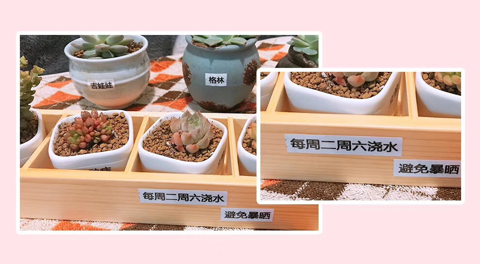 多肉.jpg